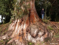 Árbores senlleiras de Galiza: eucaliptos